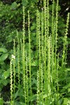 Slender Bog Orchids