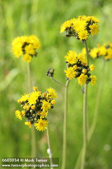 Hieracium cynoglossoides