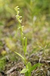 Slender Bog Orchid