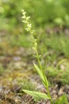 Slender Bog Orchid