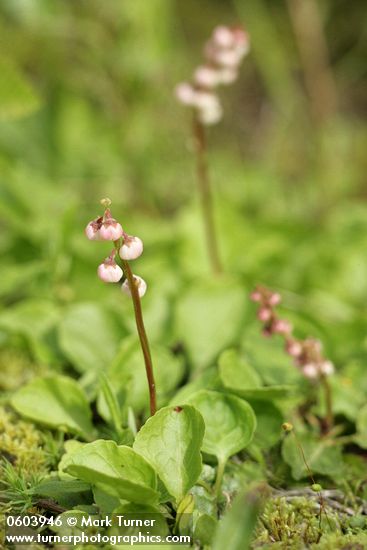 Pyrola asarifolia