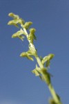 Slender Bog Orchid blossoms low angle against blue sky