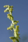 Slender Bog Orchid blossoms low angle against blue sky