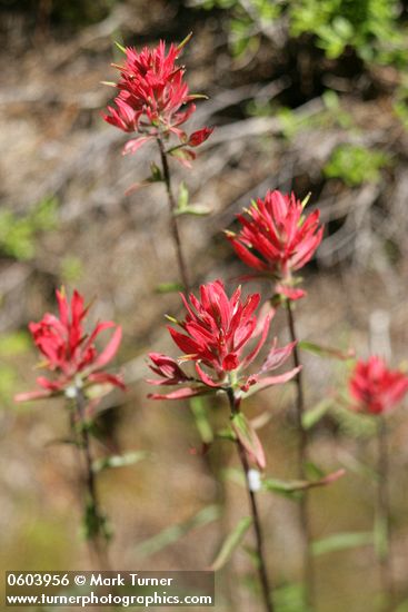 Castilleja miniata