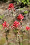 Slender Paintbrush