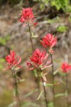 Slender Paintbrush