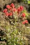 Slender Paintbrush