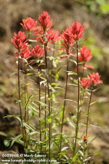 Castilleja miniata