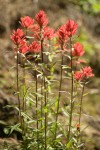 Slender Paintbrush