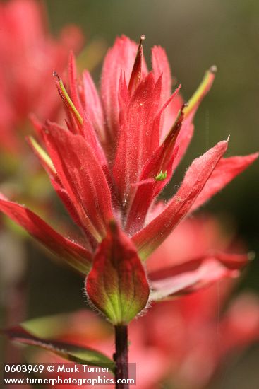 Castilleja miniata