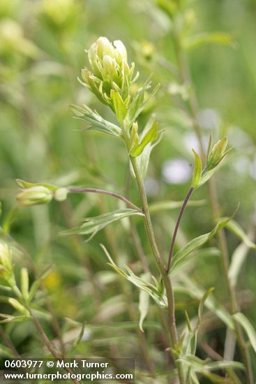 Castilleja lutescens