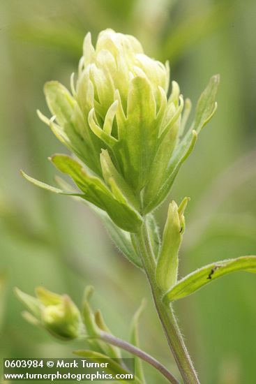 Castilleja lutescens