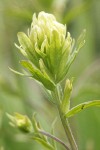 Stiff Yellow Paintbrush bracts & blossoms detail
