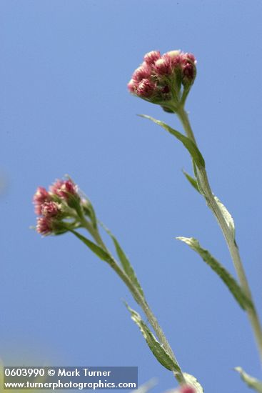 Antennaria rosea