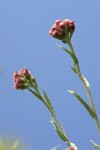 Rosy Pussytoes blossoms & cauline leaves low angle against blue sky