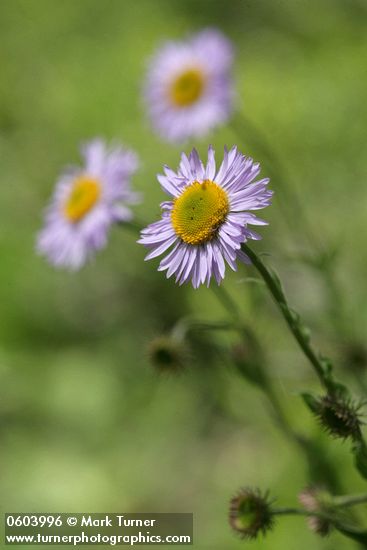 Erigeron peregrinus