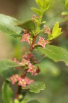 Oregon Boxwood blossoms & foliage detail