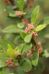 Oregon Boxwood blossoms & foliage detail