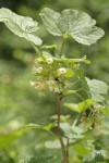 Sticky Currant blossoms & foliage detail