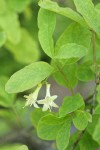 Utah Honeysuckle blossoms & foliage detail