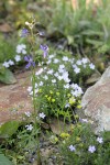 Upland Larkspur, Spreading Phlox, Nine-leaf Lomatium, Small-flowered Blue-eyed Mary among rocks