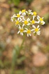 Western Groundsel blossoms