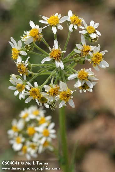 Senecio integerrimus var. ochroleucus