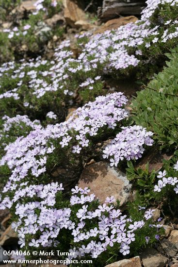 Phlox diffusa