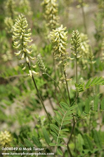 Astragalus canadensis var. mortonii