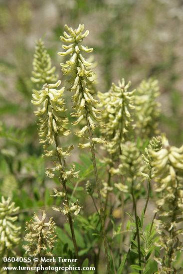 Astragalus canadensis var. mortonii