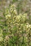 Morton's Locoweed blossoms