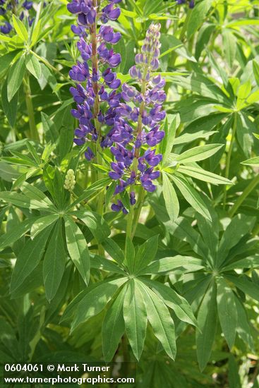 Lupinus burkei (L. polyphyllus var. burkei)