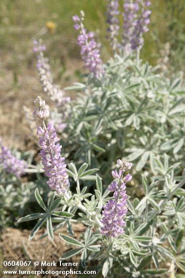 Lupinus leucophyllus