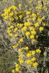 Spineless Horsebrush blossoms & foliage