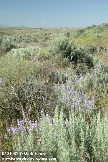 Lupinus bingenensis var. subsaccatus; Artemisia tripartita