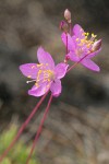 Spiny Talinum blossoms detail