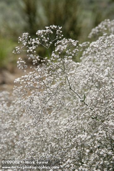 Gypsophila paniculata