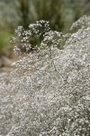 Baby's Breath blossoms
