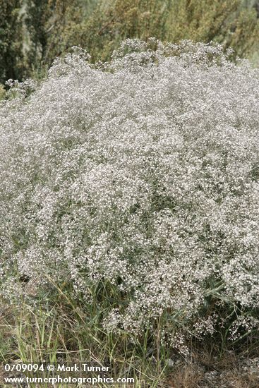 Gypsophila paniculata