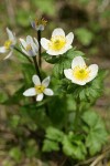 American Globeflowers