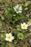 American Globeflowers w/ Marsh-marigold