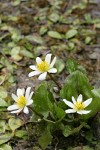 Marsh-marigolds