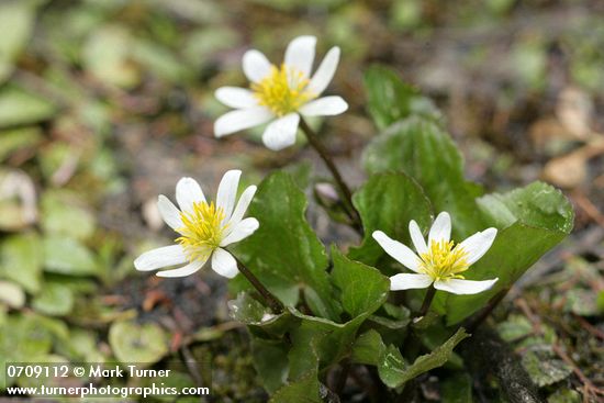 Caltha leptosepala ssp. howellii (C. biflora)