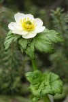 American Globeflower