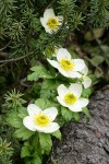 American Globeflowers