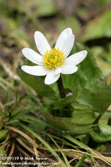 Caltha leptosepala ssp. howellii (C. biflora)