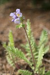 Showy Polemonium