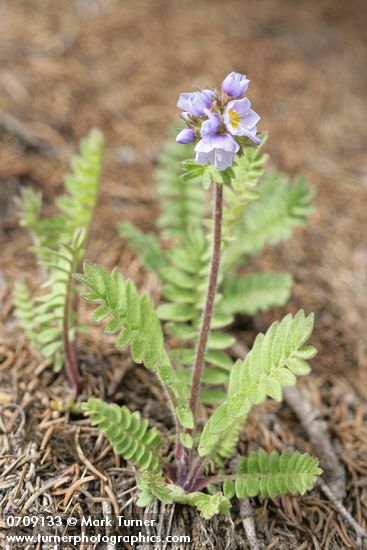 Polemonium pulcherrimum