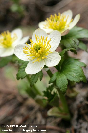 Trollius laxus