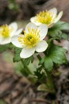 American Globeflowers